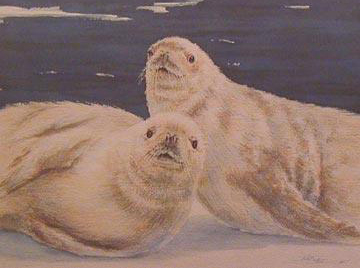 Crabeater Seals, from the Antarctica Collection